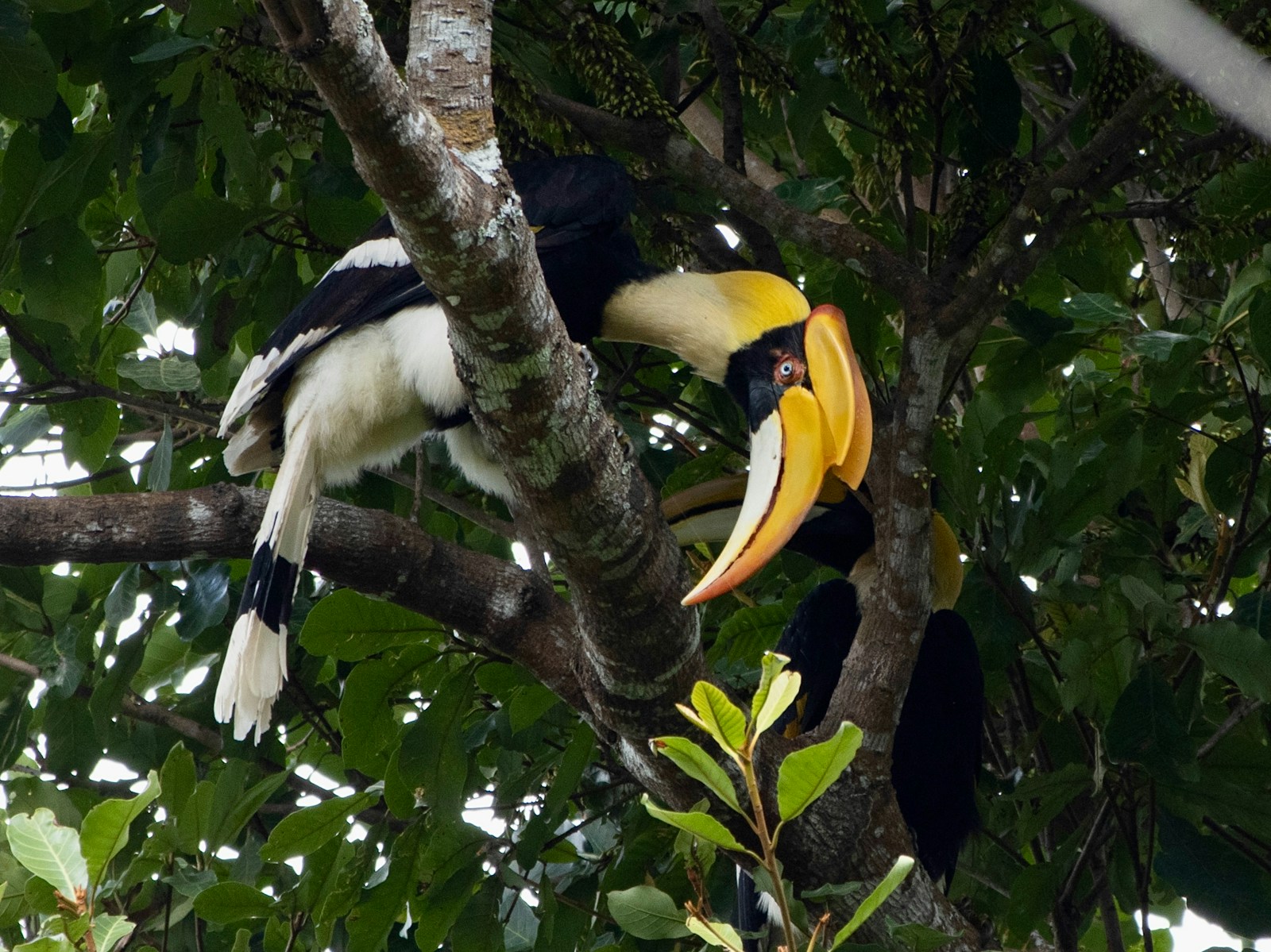 Great hornbill photographed in Khao Yai National Park